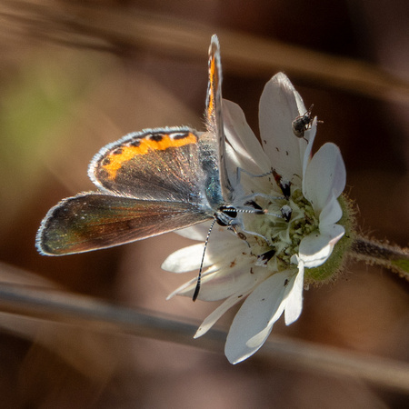 Butterfly on Hayfield Tarweed (Hemizonia congesta ssp. luzifolia)