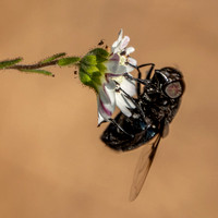 Fly on Hayfield Tarweed (Hemizonia congesta ssp. luzifolia)