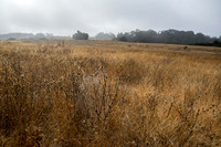 Grassland in Heavy Fog with Spiderwebs