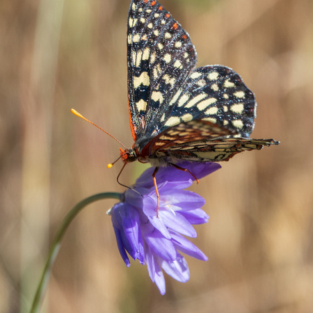 Variable Checkerspot Butterfly (Euphydryas chalcedona) on Blue Dicks (Dichelostemma capitatum ssp, capitatum)