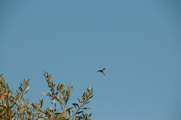 Anna's Hummingbird Hunts Insects at PVR