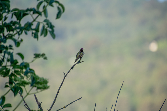 Anna's Hummingbird (Calypte anna)