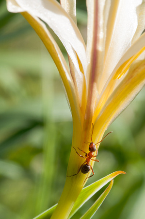 Field Ant (Formica moki) on Douglas Iris, on Coal Mine Ridge