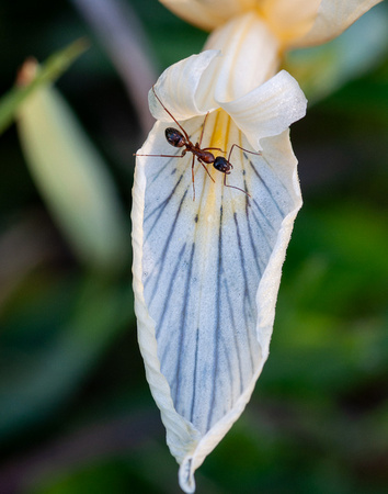 Carpenter Ant (Camponotus sp.) on white Iris petal, on Coal Mine Ridge