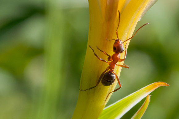 Field Ant (Formica moki) on Douglas' Iris (Iris douglasiana), on Coal Mine Ridge