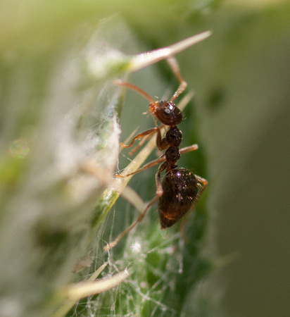 Winter Ant (Prenolepis imparis) Works on Thistle