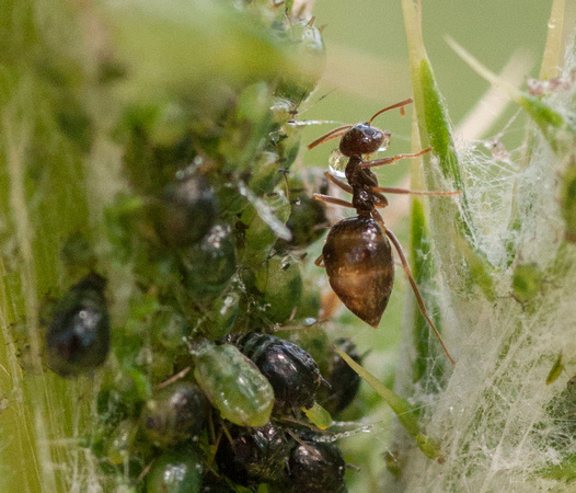 Prenolepis Ant Tends Aphids on Thistle