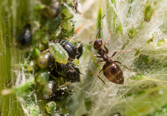 Prenolepis Ant Tends Aphids on Thistle