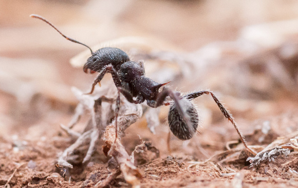 Harvester Ant (Messor andrei)