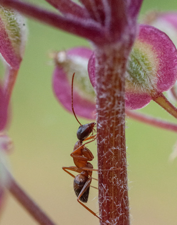 Carpenter Ant (Camponotus sp)