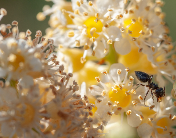 Acrobat Ant (Crematogaster coarctata) on Blossom of Holly-Leaved Cherry (Prunus ilicifolia)