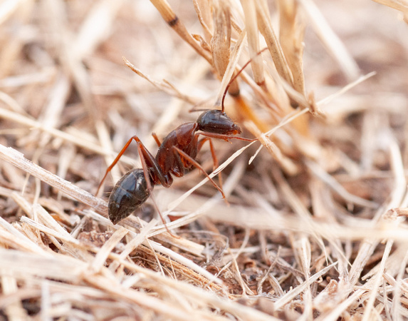 Bicolored Carpenter Ant? (Camponotus vicinus)