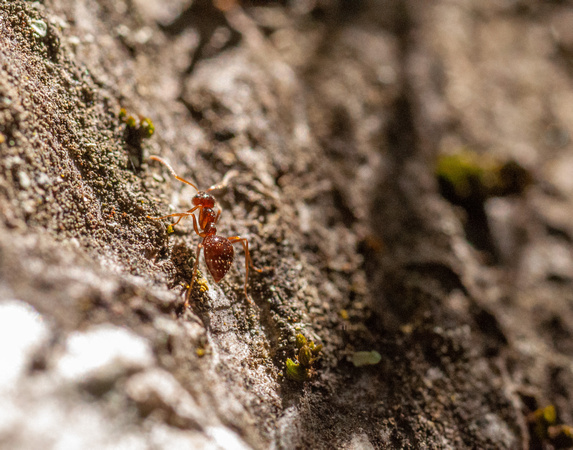 Winter Ant (Prenolepis imparis)