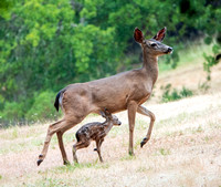 May 2021: Fawns around Portola Valley Ranch