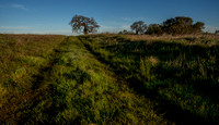 Green Road to Lone Oak