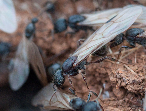 Winged Harvester Ants (Messor andrei) Leave the Nest