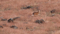 Female Blacktailed Deer Mid-leap