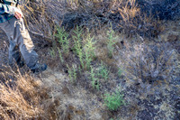 Stinkwort (Dittrichia graveolens) at Jasper Ridge
