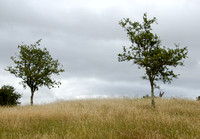 Rare Young Valley Oaks (Quercus Lobata)