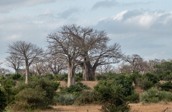 African Baobabs (Adansonia digitata)