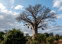 African Baobab (Adansonia digitata) with Bird Nests