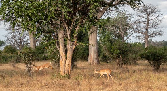 Female Nyalas (Tragelaphus angasii)