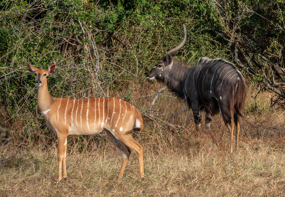 Female and Male Nyalas (Tragelaphus angasii)