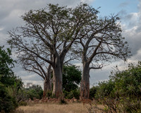 Large Group of Impalas (Aepyceros melampus melampus) beneath Baobab Trees