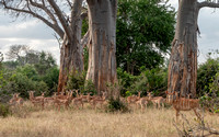 Large Group of Impalas (Aepyceros melampus melampus) beneath Baobab Trees -- Closer
