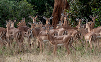 Large Group of Impalas (Aepyceros melampus melampus) beneath Baobab Trees -- Even Closer