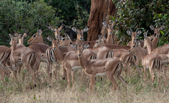 Large Group of Impalas (Aepyceros melampus melampus) beneath Baobab Trees -- Even Closer