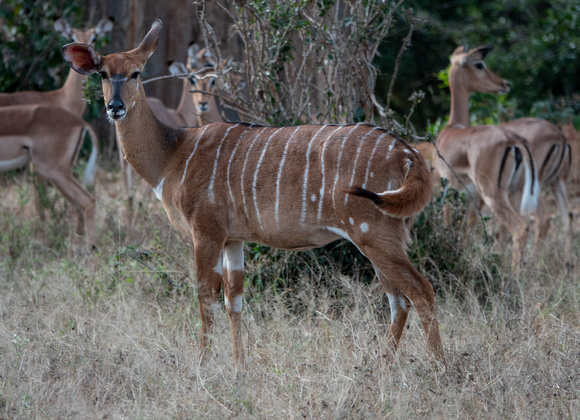 Female Nyala (Tragelaphus angasii)