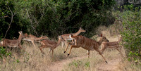 Impalas and Nyala Take Flight