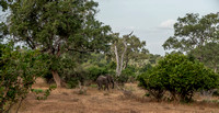 African Elephant (Loxodonta africana) in the Bush