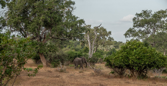 African Elephant (Loxodonta africana) in the Bush