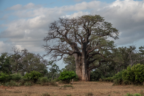 Baobab