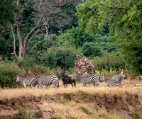 Plains Zebras (Equus quagga) and Blue Wildebeest (Connochaetes taurinus)