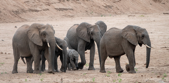 Elephants Come to the River in the Afternoon