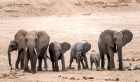 African Elephants (Loxodonta africana)