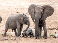 5/23/2023 BONUS: Baby Elephant Antics [Cuteness Warning]