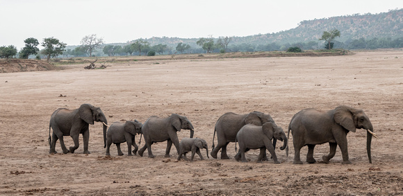 Elephant Parade