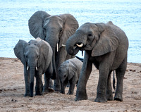 Stopping to Dig in the Sand for Fresh Water