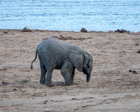 Baby Elephant Digs for Water