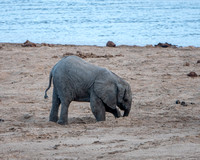 Baby Elephant Digs for Water