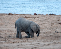 Baby Elephant Digs for Water