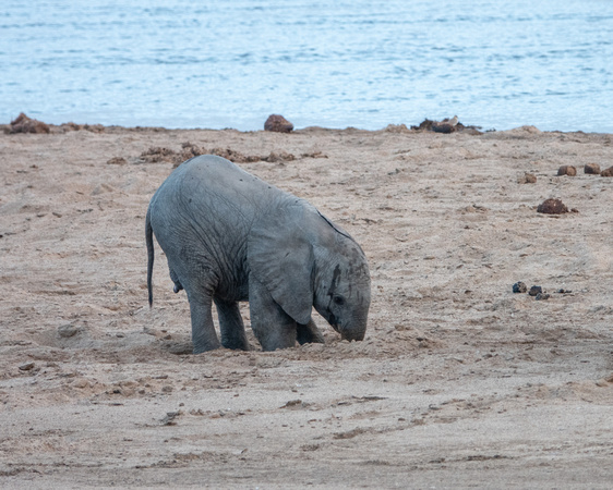 Baby Elephant Digs for Water