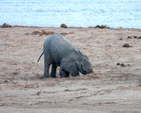 Baby Elephant Digs for Water
