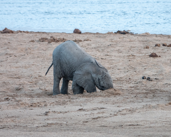 Baby Elephant Digs for Water