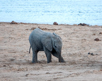 Baby Elephant Digs for Water