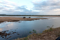 Elephants Digging for Water